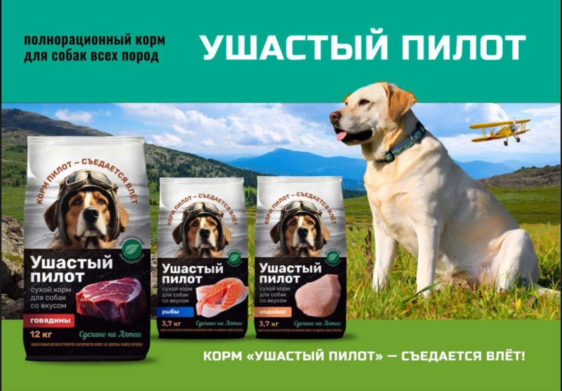 Ушастый пилот